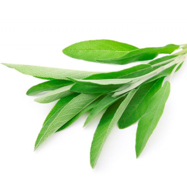 Sage