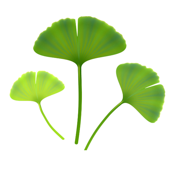 Ginkgo